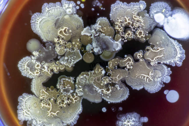 Fungus growing on agar in Petri dish, close-up. — Stock Photo