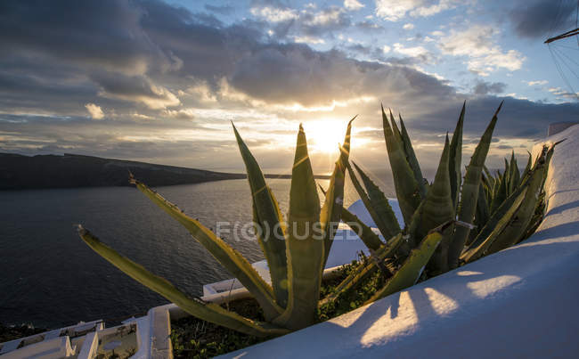 Aloe Vera Pflanze im Außentopf am Meer bei Sonnenuntergang. — Stockfoto