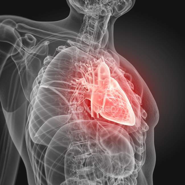 Иллюстрация человеческого сердца в силуэте тела . — стоковое фото