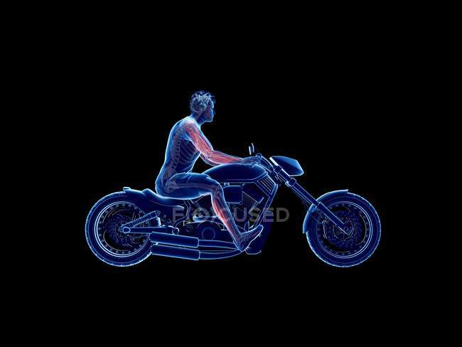 3d renderizado ilustración de los músculos del motociclista sobre fondo negro . - foto de stock