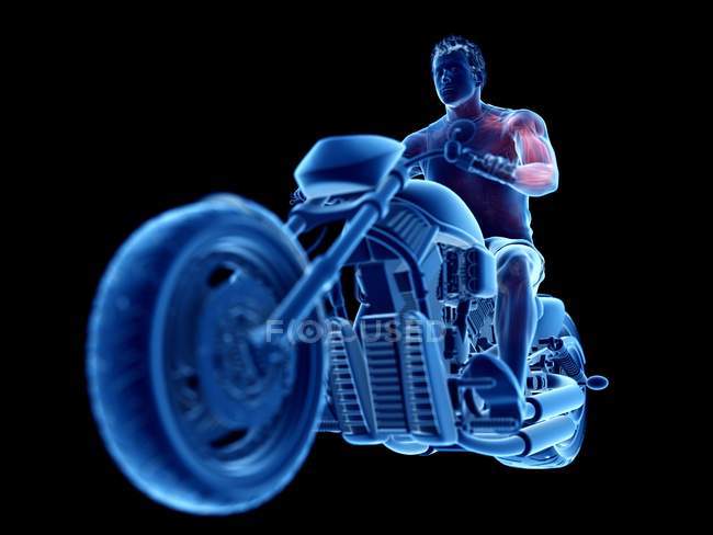 3d rendered illustration of biker muscles on black background. — Stock Photo