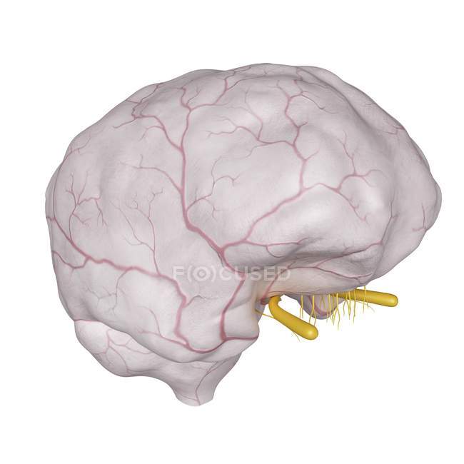 3D рендеринг иллюстрации твердой оболочки в мозгу на белом фоне
. — стоковое фото