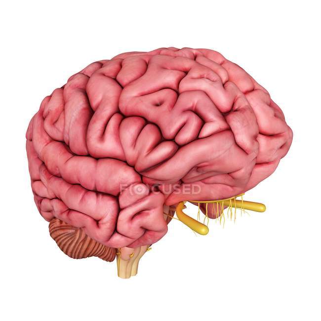 3d ilustración representada del cerebro humano sobre fondo blanco
. - foto de stock