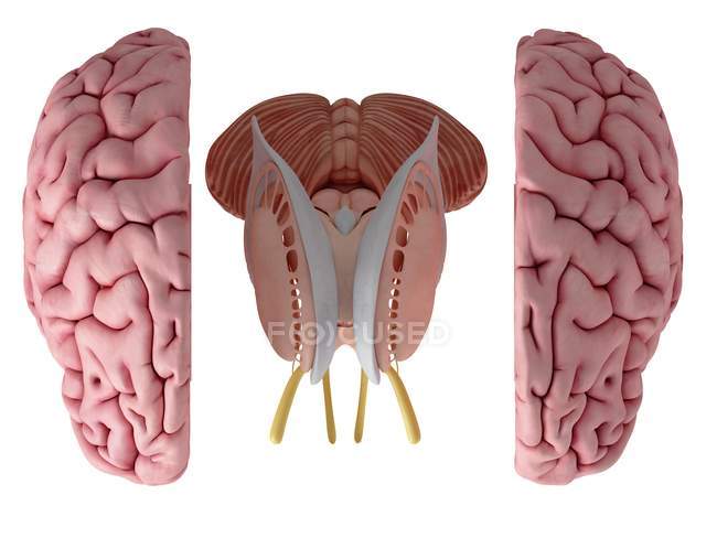 3d ilustração renderizada da anatomia do cérebro sobre fundo branco . — Fotografia de Stock