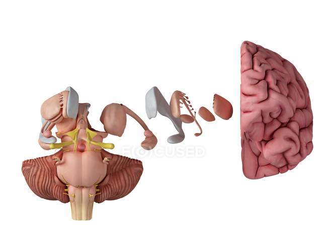 3D рендеринг иллюстрации анатомии мозга на белом фоне . — стоковое фото