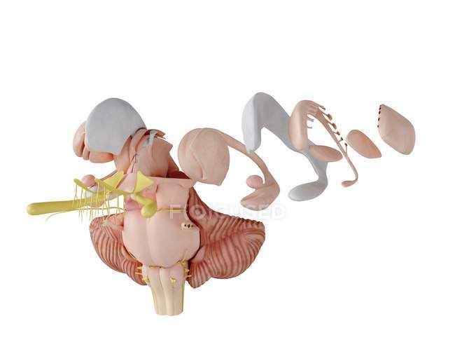 3d ilustración renderizada de la anatomía cerebral sobre fondo blanco . - foto de stock