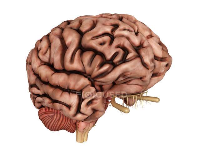 3D ілюстрація нездорового мозку на білому тлі . — стокове фото