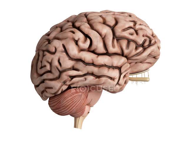 3d rendered illustration of unhealthy brain on white background. — Stock Photo