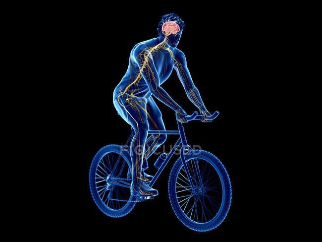 3d rendered illustration of cyclist brain while workout on black background. — Stock Photo