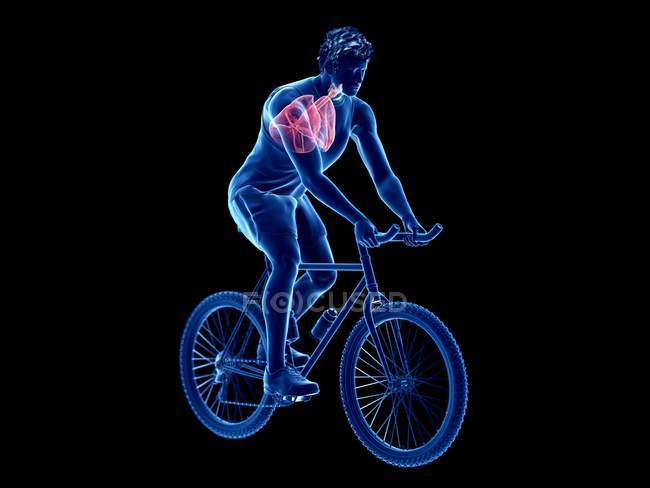 3d rendered illustration of cyclist lungs anatomy on black background. — Stock Photo