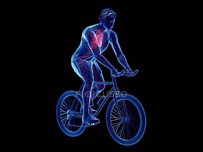 3d renderizado ilustración del corazón ciclista masculino mientras pedalea sobre fondo negro . - foto de stock