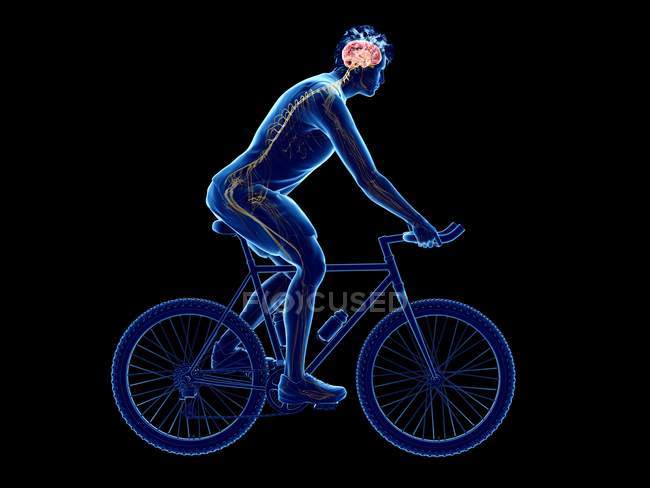 3d rendu illustration du cerveau du cycliste tout en séance d'entraînement sur fond noir . — Photo de stock