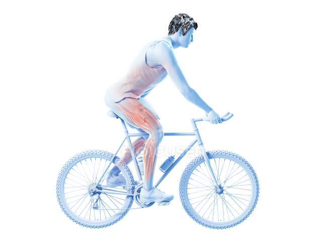 3d rendered illustration showing cyclist active muscles on white background. — Stock Photo