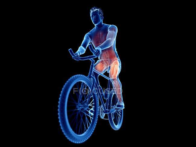 3d rendered illustration showing cyclist active muscles on black background. — Stock Photo