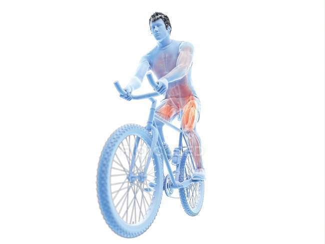 Illustration en 3D montrant les muscles actifs du cycliste sur fond blanc
. — Photo de stock