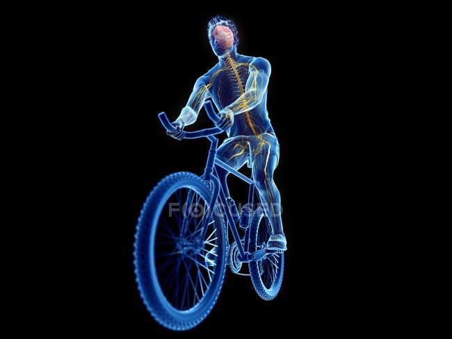 3d representó la ilustración del cerebro ciclista mientras se entrena en el fondo negro . - foto de stock