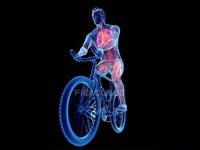 3d renderizado ilustración de la anatomía ciclista masculina sobre fondo negro . - foto de stock