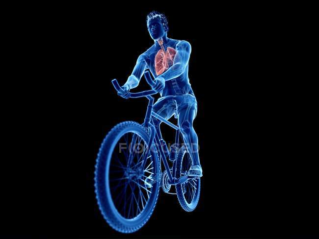 3d renderizado ilustración de la anatomía de los pulmones ciclista sobre fondo negro
. - foto de stock