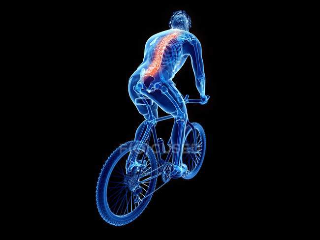 3D gerenderte Darstellung der Wirbelsäule des Radfahrers beim Radfahren auf schwarzem Hintergrund. — Stockfoto