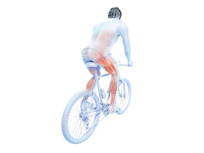 Трехмерная иллюстрация, показывающая активные мышцы велосипедиста на белом фоне . — стоковое фото