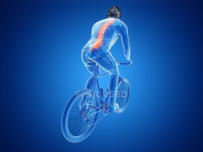 3D надані ілюстрація велосипедист хребта під час їзди на велосипеді на синьому фоні. — стокове фото
