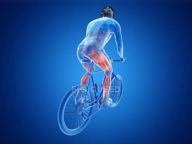 3d ilustración renderizada que muestra los músculos activos del ciclista sobre fondo azul
. - foto de stock