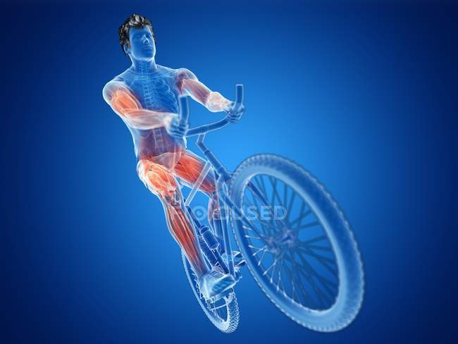 3d rendered illustration showing cyclist active muscles on blue background. — Stock Photo