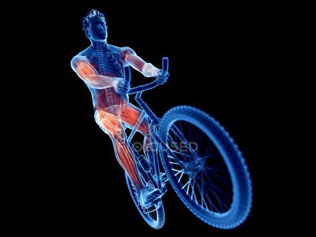 3d rendered illustration showing cyclist active muscles on black background. — Stock Photo