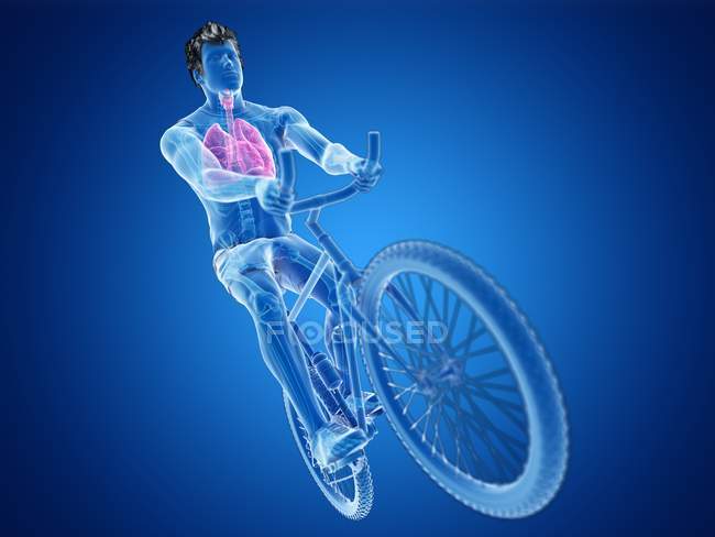 3D надані ілюстрація анатомії велосипедист легені на синьому фоні. — стокове фото