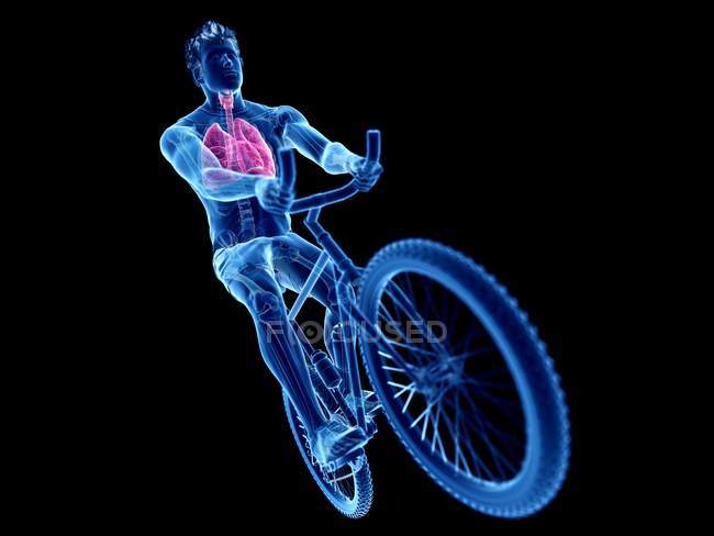 3D надані ілюстрація анатомії велосипедист легені на чорному фоні. — стокове фото