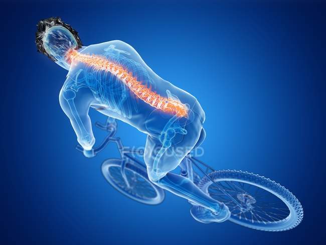 3d rendered illustration of cyclist spine while biking on blue background. — Stock Photo