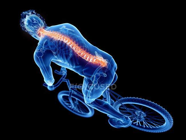 3d renderizado ilustración de la columna vertebral ciclista, mientras que el ciclismo sobre fondo negro . - foto de stock