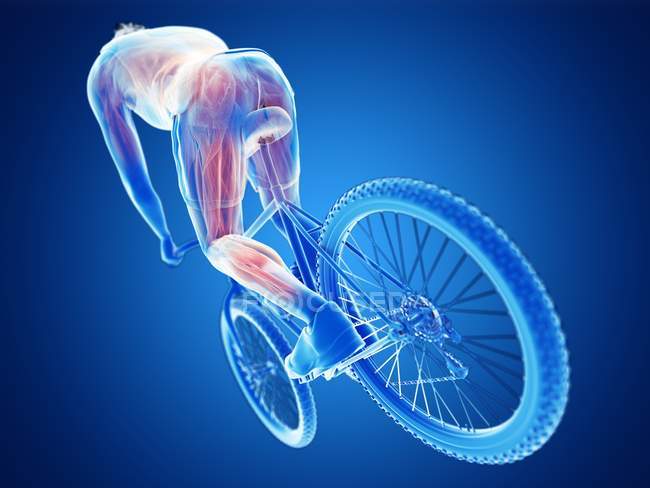 Illustration en 3D montrant les muscles actifs du cycliste sur fond bleu . — Photo de stock