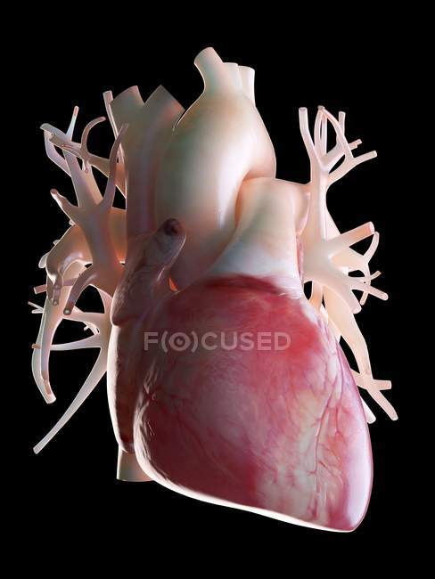 3d renderizado ilustración del corazón humano sobre fondo negro
. - foto de stock