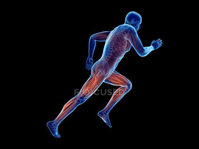 3d renderizado ilustración de los músculos activos jogger sobre fondo negro
. - foto de stock
