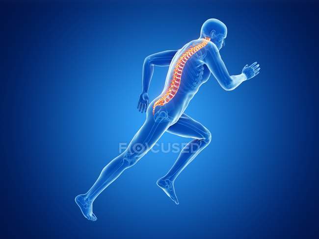 3D gerenderte Illustration der männlichen Jogger-Wirbelsäule beim Laufen auf blauem Hintergrund. — Stockfoto