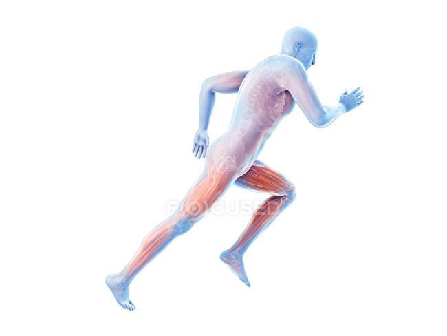 3D gerenderte Illustration der aktiven Muskeln des Joggers auf weißem Hintergrund. — Stockfoto