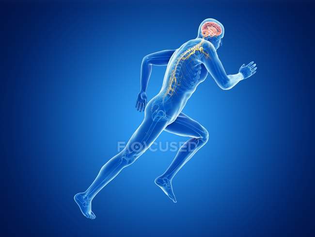 3d renderizado ilustración de trabajo cerebro de corredor sobre fondo azul
. - foto de stock