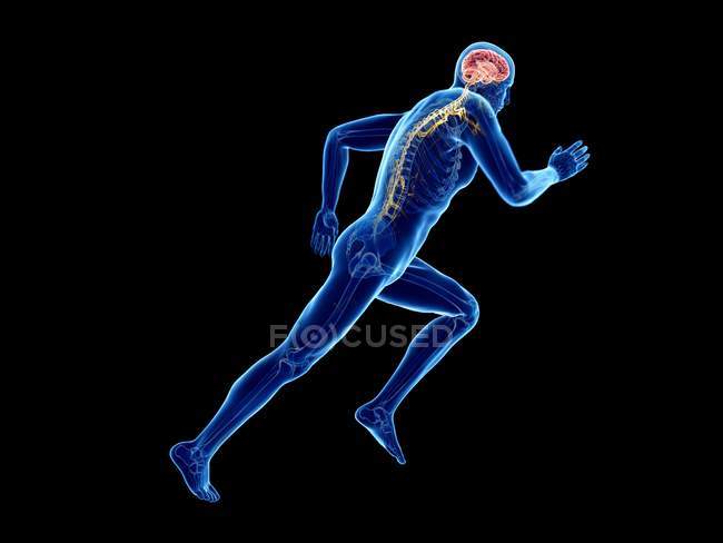 3d rendu illustration du fonctionnement du cerveau de jogger sur fond noir
. — Photo de stock