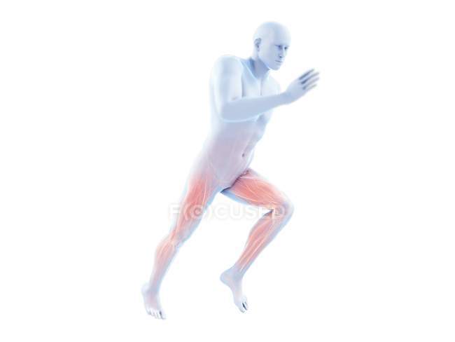 3D gerenderte Illustration der Jogger aktiven Beinmuskeln auf weißem Hintergrund. — Stockfoto