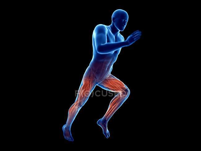 3D ілюстрація м'язів активних ніг бігуна на чорному тлі . — стокове фото