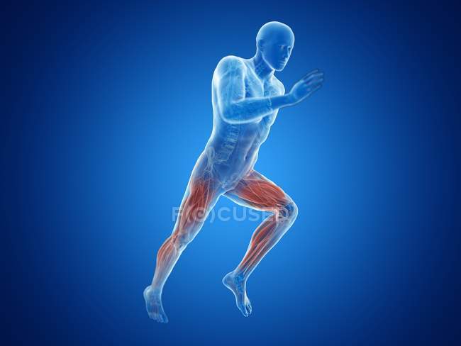 Illustration en 3D des muscles actifs des jambes joggeuses sur fond bleu
. — Photo de stock
