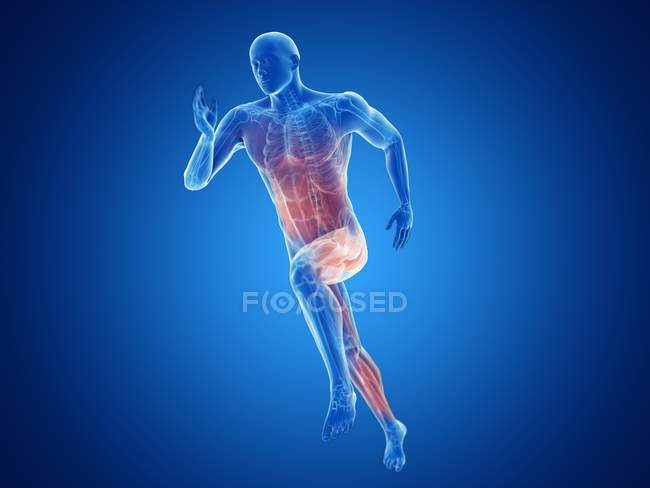 3D рендеринг иллюстрация бегуна активных мышц на синем фоне . — стоковое фото