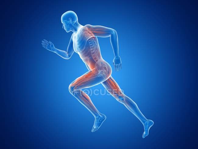 Illustration en 3D des muscles actifs joggeurs sur fond bleu . — Photo de stock