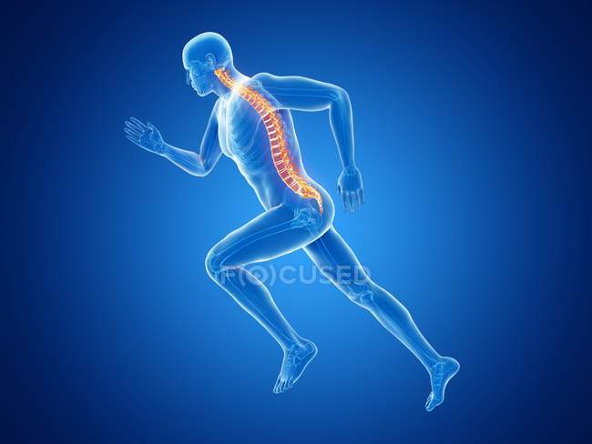3d rendering illustrazione della colonna vertebrale maschile jogger durante la corsa su sfondo blu
. — Foto stock