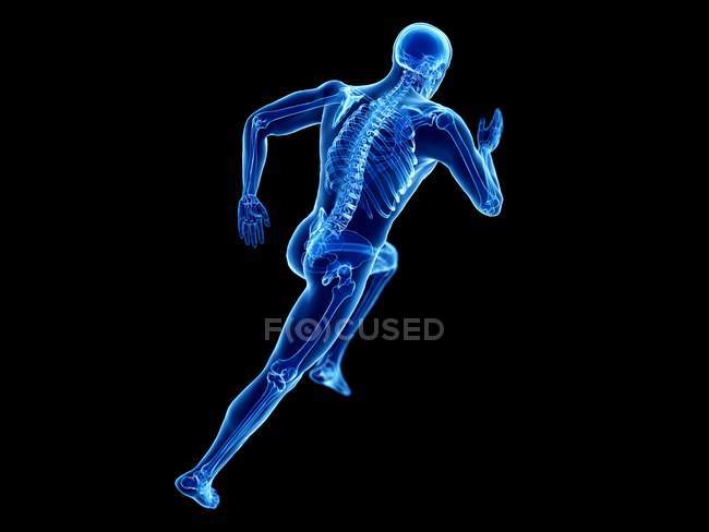 3D рендеринг иллюстрация скелета в силуэт тела бегуна на черном фоне . — стоковое фото