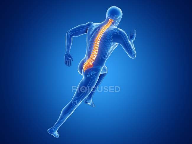 Illustration en 3D de la colonne vertébrale du jogger masculin en cours d'exécution sur fond bleu . — Photo de stock
