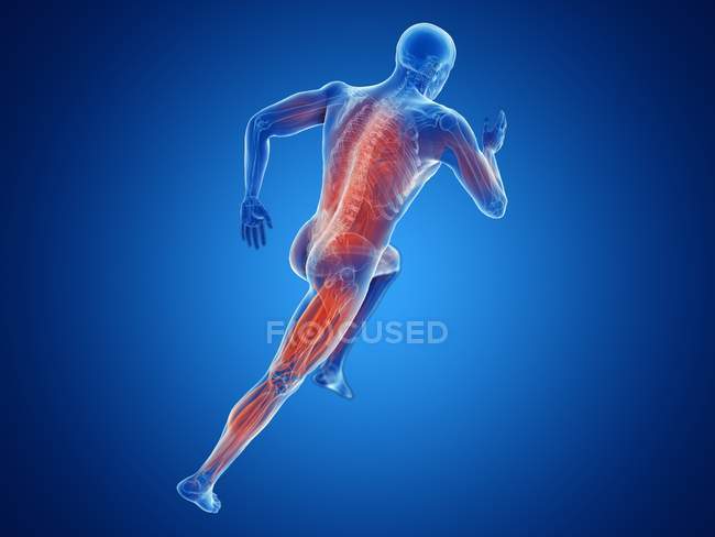 Illustration en 3D des muscles actifs joggeurs sur fond bleu
. — Photo de stock