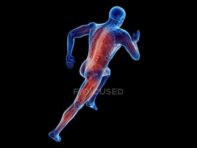 3D gerenderte Illustration der aktiven Muskeln des Joggers auf schwarzem Hintergrund. — Stockfoto