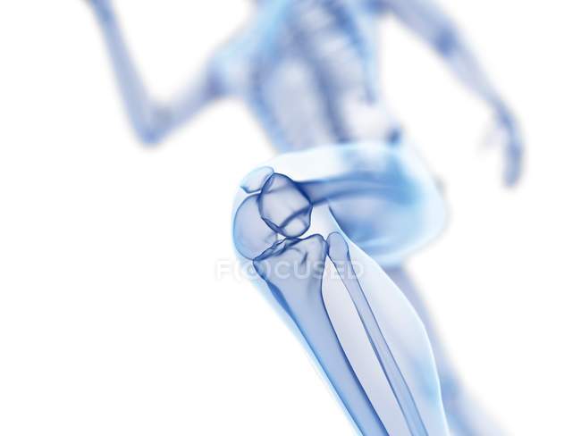 3d rendering illustrazione del ginocchio jogger durante la corsa su sfondo bianco
. — Foto stock